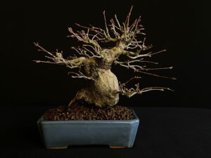 26I-NG15 ACER PALMATUM