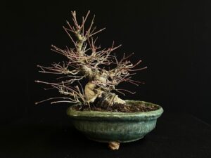 26I-NG15 ACER PALMATUM