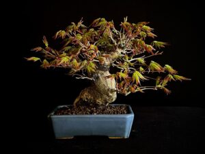 ACER PALMATUM