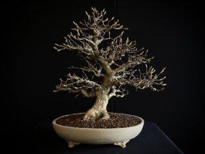 CARPINUS TURCZANINOVII