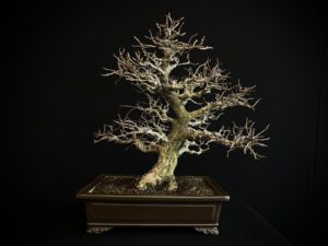 26I-NG18 CARPINUS TURCZANINOVII