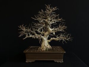 26I-NG19 CARPINUS TURCZANINOVII