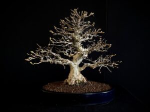 CARPINUS TURCZANINOVII