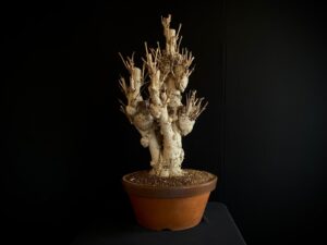 26I-NG20 GINKO BILOBA