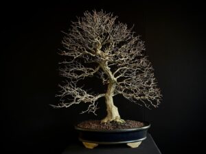 26I-NG25 CARPINUS TURCZANINOVII