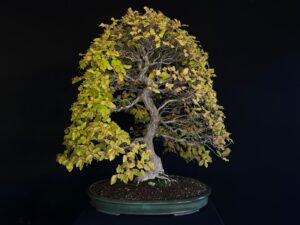 CARPINUS TURCZANINOVII