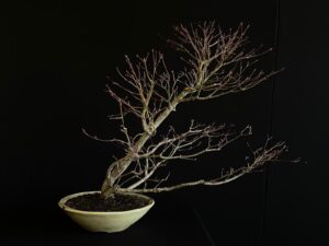 26I-NG26 ACER PALMATUM