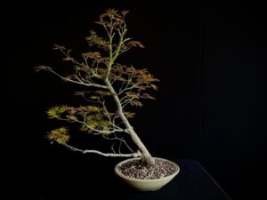 ACER PALMATUM
