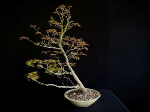 ACER PALMATUM