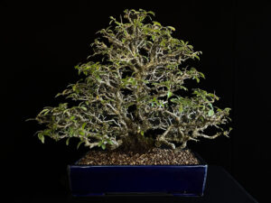 26I-NG30 PYRACANTHA COCCINEA