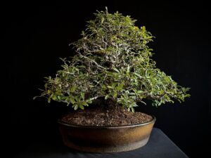26I-NG30 PYRACANTHA COCCINEA