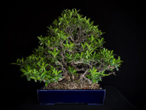 PYRACANTHA COCCINEA
