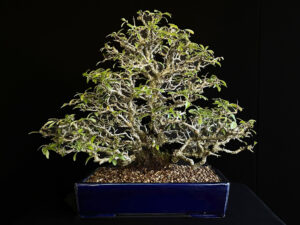 PYRACANTHA COCCINEA