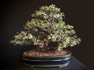 PYRACANTHA COCCINEA