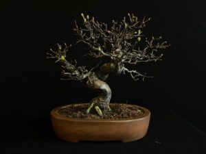 26I-NG33 CHAENOMELES SINENSIS