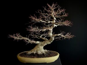 26I-NG34 ACER PALMATUM