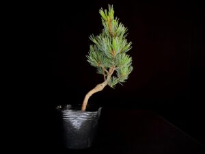 PINUS PENTAPHYLLA