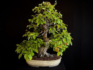 PSEUDOCYDONIA SINENSIS