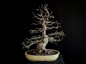 26I-TW01 CHAENOMELES SINENSIS