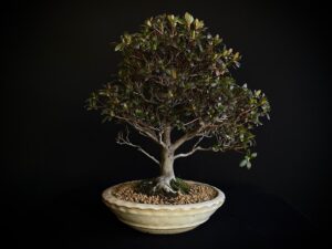 26I-TW03 RHODODENDRON INDICUM