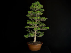 CHAMACYPARIS OBTUSA