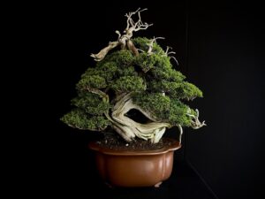 JUNIPERUS CHINENSIS