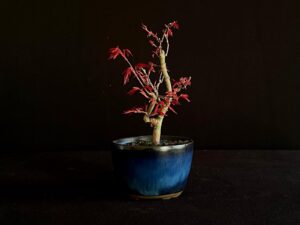 ACER PALMATUM VAR. PALMATUM BONSAI TREE