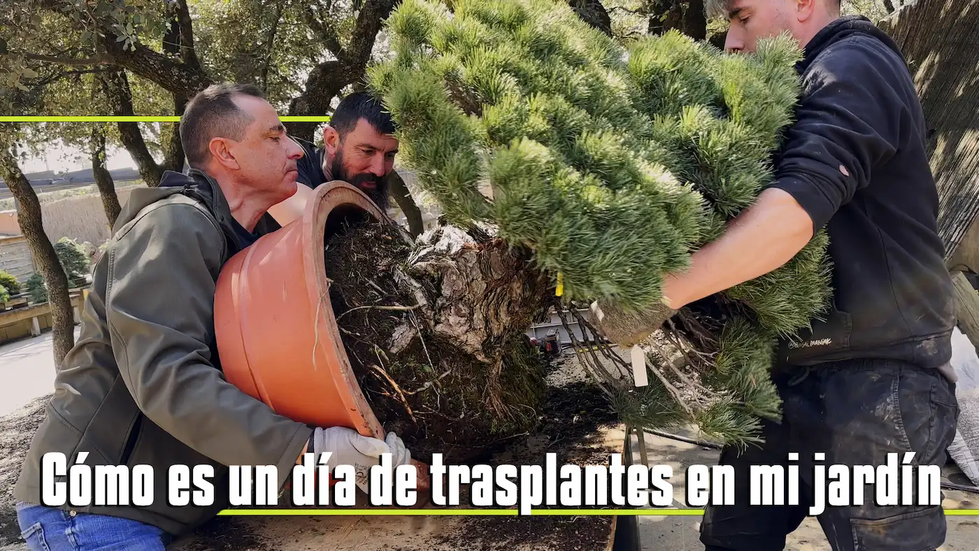 Video de Como es un dia de TRASPLANTES en el Jardin de david Benavente