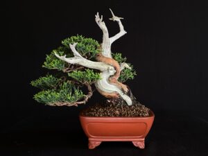 JUNIPERUS CHINENSIS ITOIWAGA