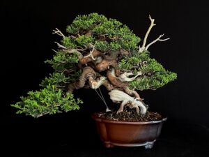 JUNIPERUS CHINENSIS ITOIWAGA