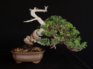 JUNIPERUS CHINENSIS ITOIWAGA