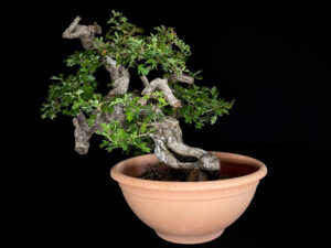 CRATAEGUS