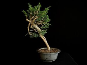 JUNIPERUS CHINENSIS ITOIWAGA