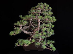 PINUS SYLVESTRIS 62225 DERECHO