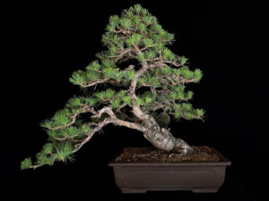 PINUS SYLVESTRIS