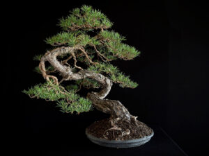 PINUS SYLVESTRIS