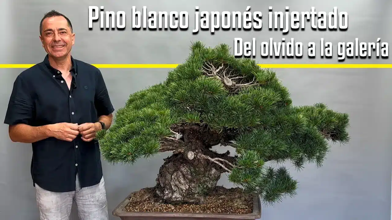 Pino blanco japonés- del olvido en un vivero a una obra de galería.