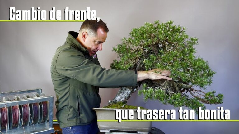 Remodelación de un pino bonsái: el arte del cambio de frente