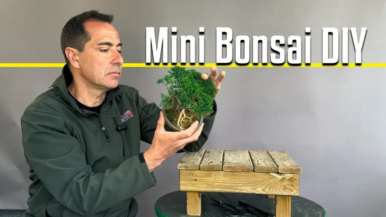 Mini bonsái juniperus chinensis kishu