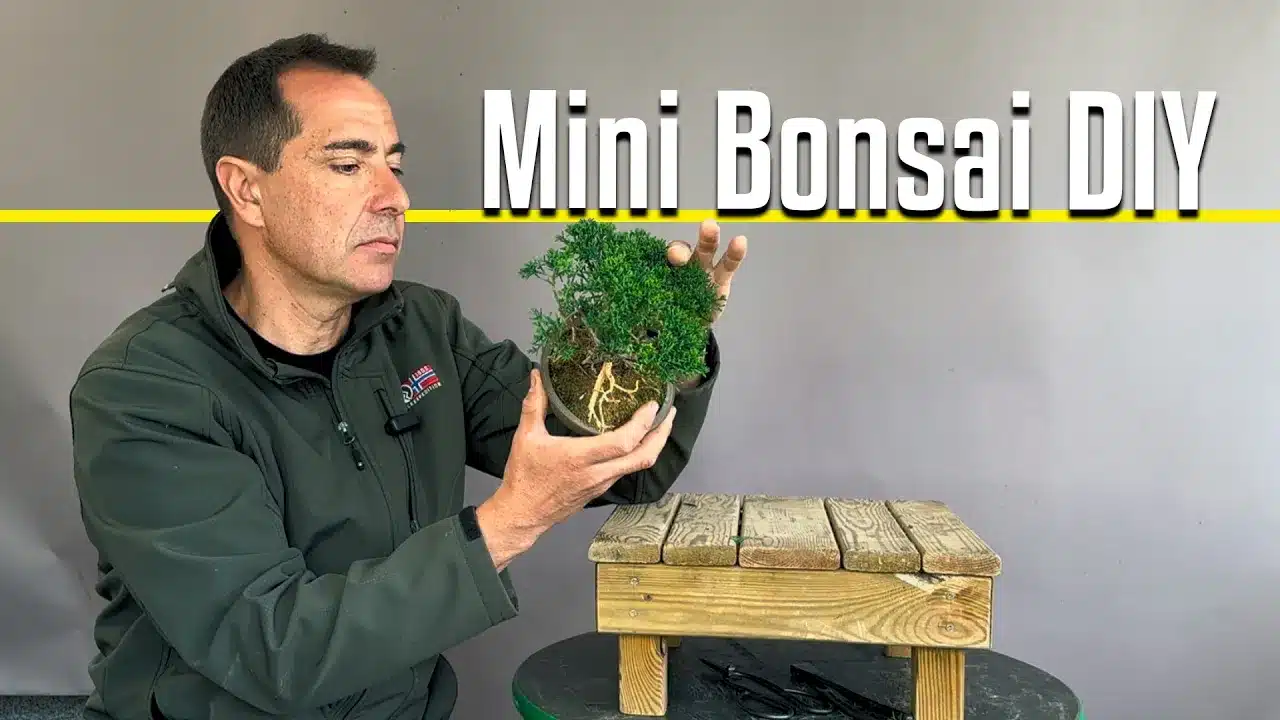 Mini bonsái juniperus chinensis kishu