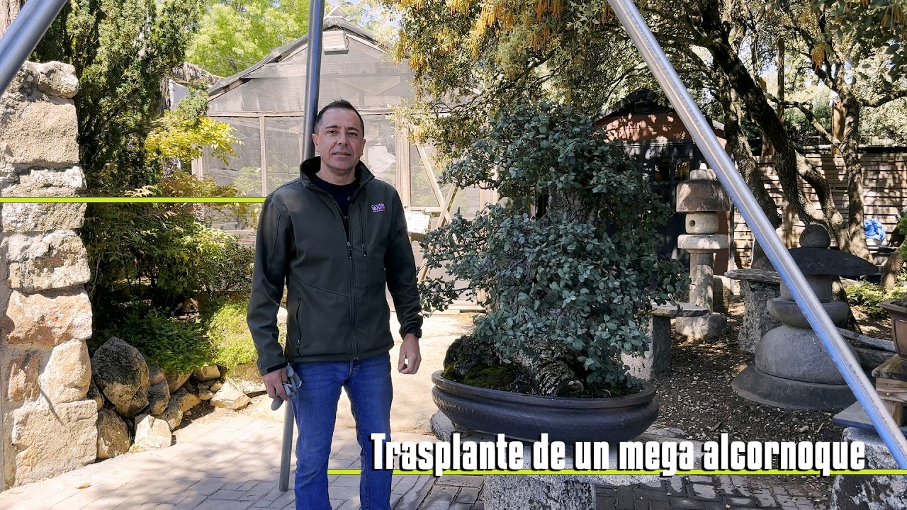 Transplante de un mega alcornoque