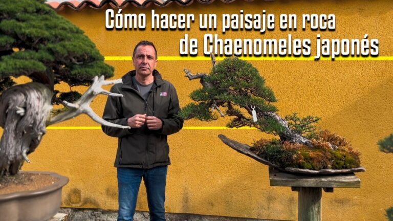 Como hacer paisaje roca chaenomeles japones
