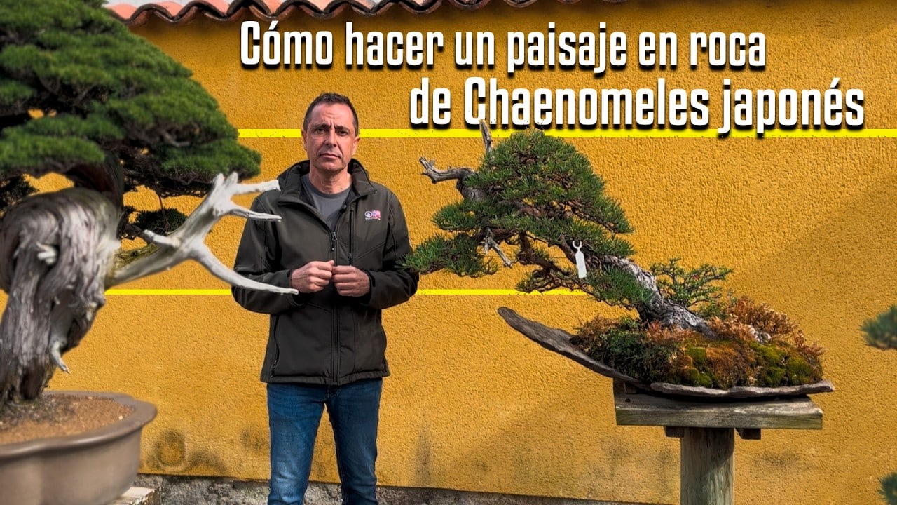 Como hacer paisaje roca chaenomeles japones