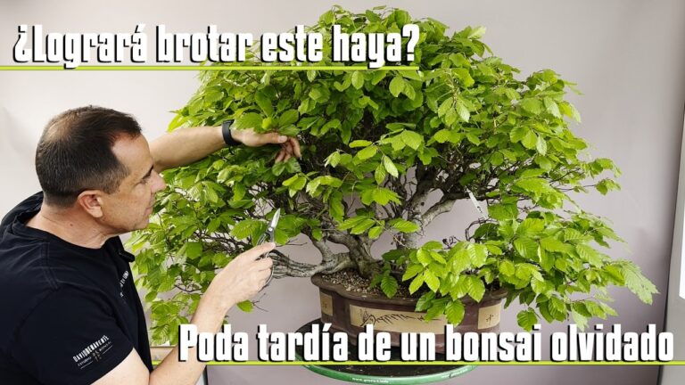 ¿logrará brotar este haya? Poda tardía de un bonsái olvidado.