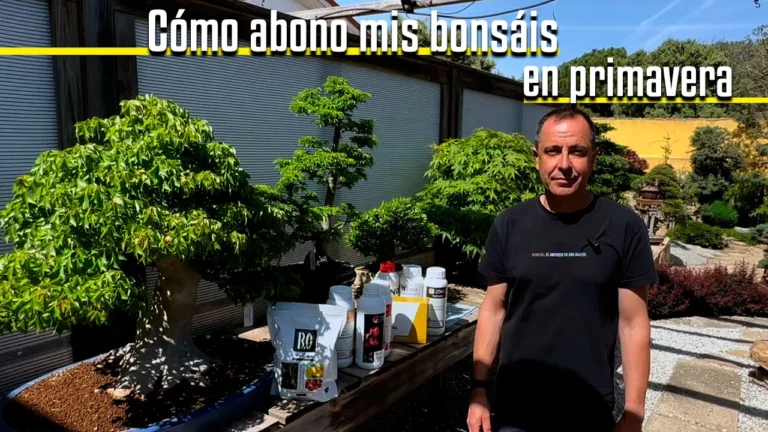 Cómo abonar tus bonsáis en primavera: guía paso a paso