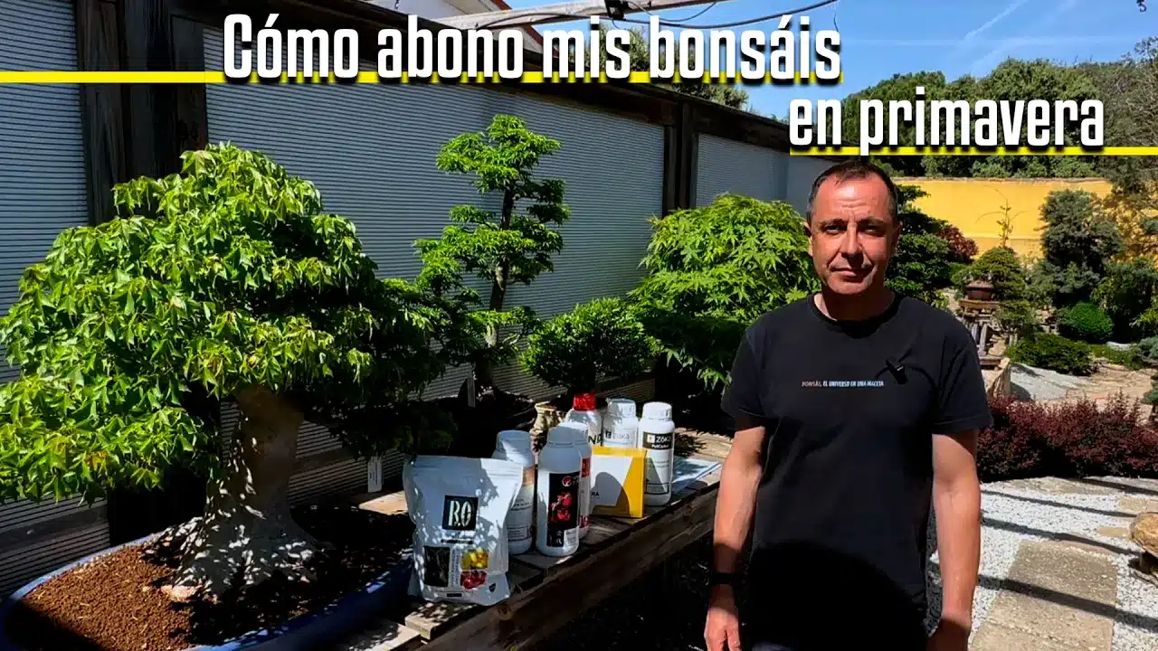 Cómo abonar tus bonsáis en primavera: guía paso a paso