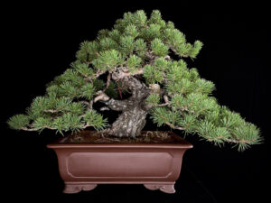 PINUS SYLVESTRIS
