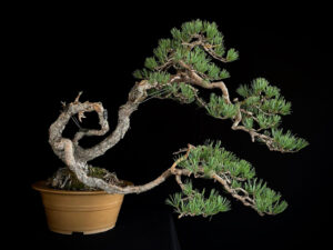 PINUS SYLVESTRIS