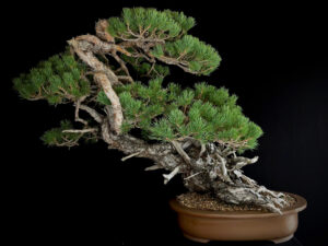 PINUS SYLVESTRIS 50024