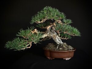 PINUS SYLVESTRIS